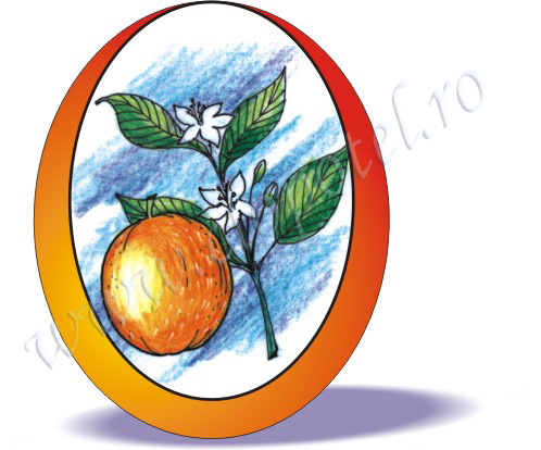 Orange tree